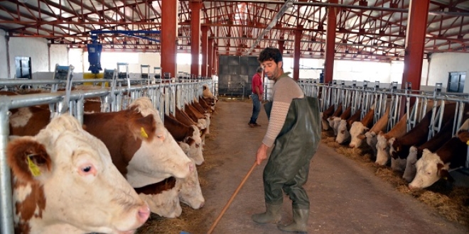 Devlet desteğiyle günde 2,5 ton süt üretiyor