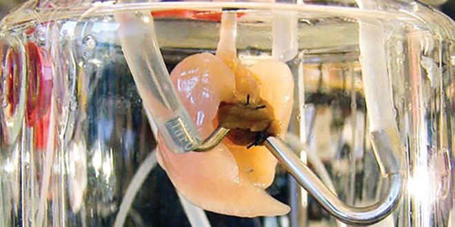 15 yıl içinde yapay organ nakli gerçek olacak