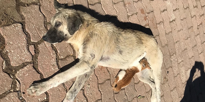 Sokak köpeği, kediye annelik yapıyor