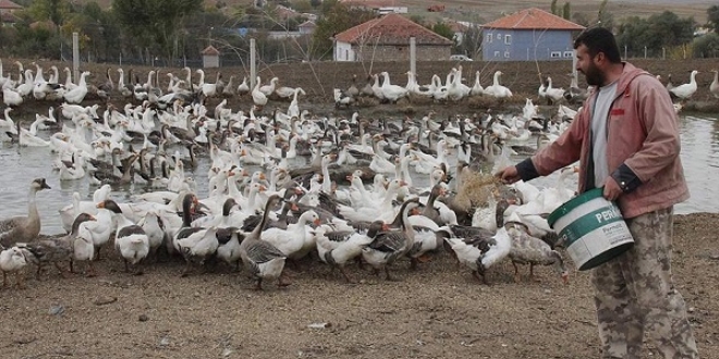 Rusya'da gördü, köyünde yetiştirmeye başladı