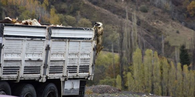 Çoban köpeği, boğulmaktan böyle kurtuldu
