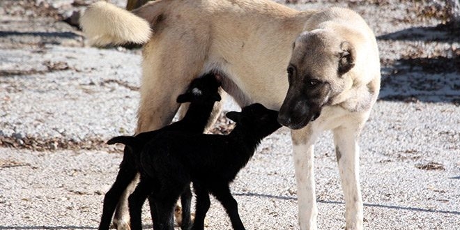 Kangal köpeği 'Kezban', kuzulara da annelik yapıyor