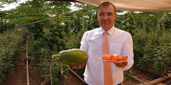 Tavsiye üzerine ekti, Meksika'ya rakip oldu