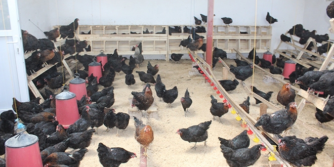 Irgatlığı bıraktı tavuk çiftliği kurdu