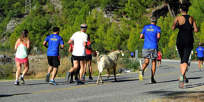 Sporcularla koşan keçi, ilgi odağı oldu