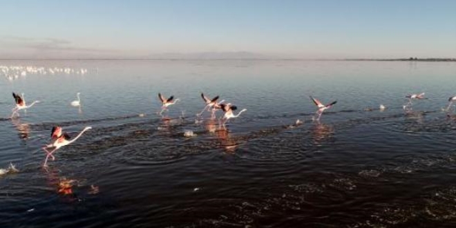 Çukurova Deltası'nda flamingo şöleni