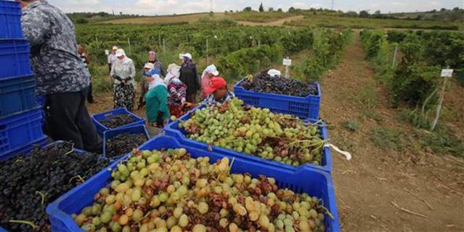 Üzümün 'bağdan şıraya' lezzetli yolculuğu