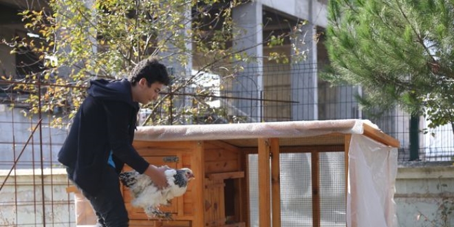 Tavuklarından ayrı kalamayan öğrenci için okula kümes yapıldı