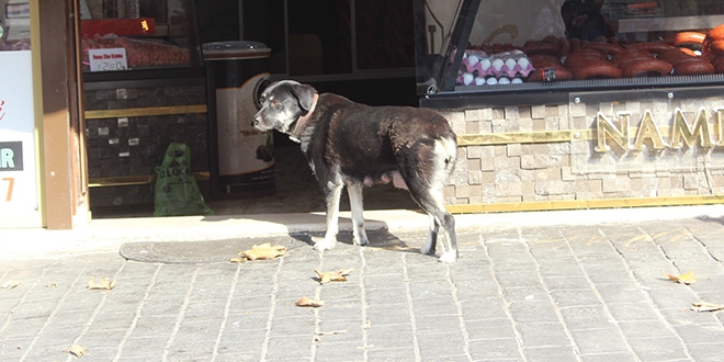Esnaf o köpeği takip etti! Bakın sonunda ne oldu!