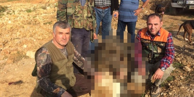 Avladıkları domuzu görünce şaşkına döndüler