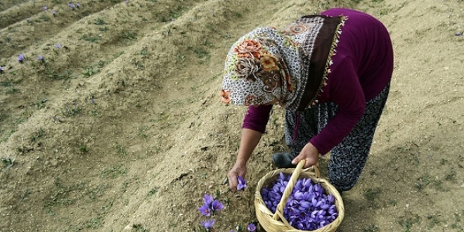 Safranın kökü de yaprağı da para ediyor