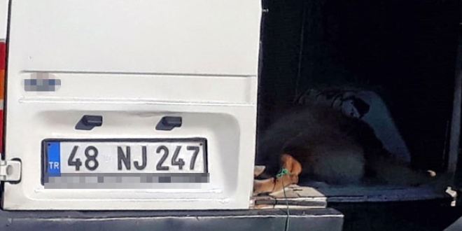 Minibüsün arkasına bağlanıp sürüklenen köpek telef oldu