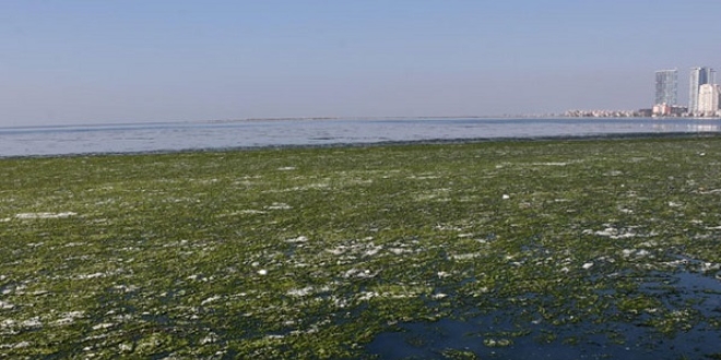 İzmir'de denizin üstü marulla kaplandı