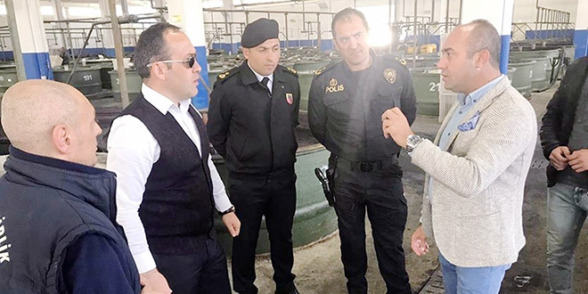 Kaymakam zeytin ağacına çıkıp rekolte kontrolü yaptı