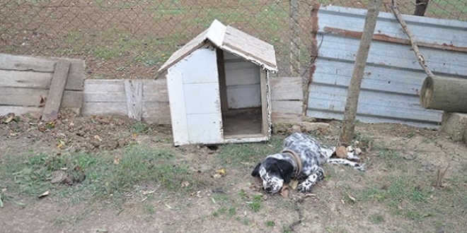 Önce köpekleri zehirlediler sonra da koyunları çaldılar