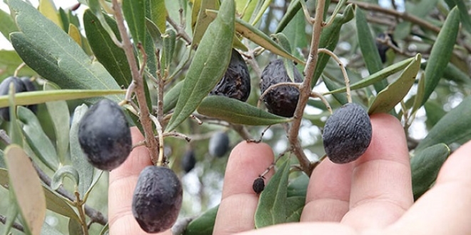 Edremit Körfezi'nde 'zeytin sineği' rekolteyi düşürdü