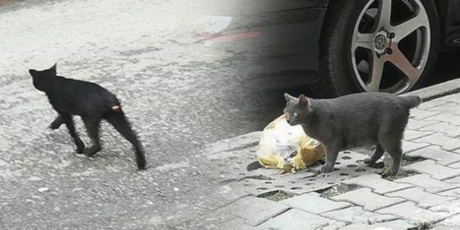 Mahalleli tedirgin! 'Büyü için kullanıldığını düşünüyoruz...'