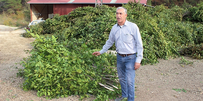 Defne yapra dnyaya ihra ediliyor