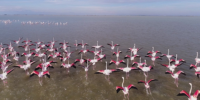 Çukurova Deltası flamingolarla renklendi