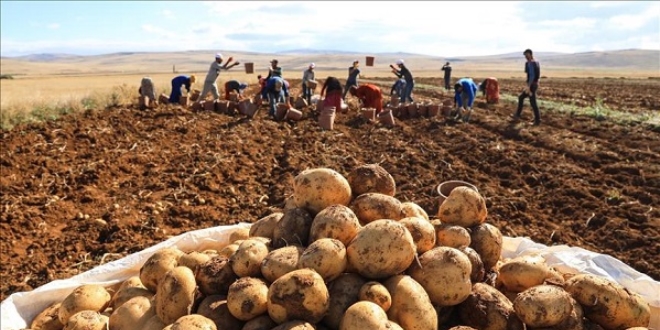 Malatya'da yerli tohum patates hasadı