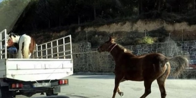 Atı, kamyonetin kasasına bağlayıp koşturdu