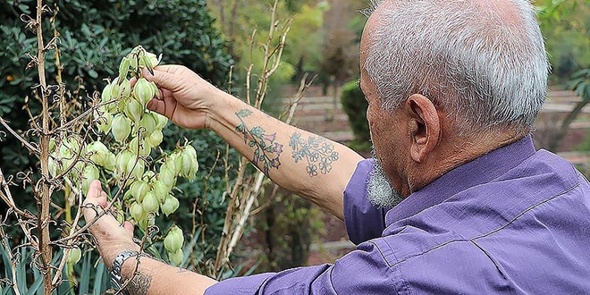 Öğretim elemanı, keşfettiği bitkileri koluna nakşediyor