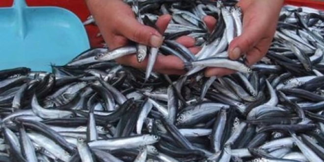 Hamsi fiyatları 5 TL'ye gerileyince vatandaş tezgahlara akın etti