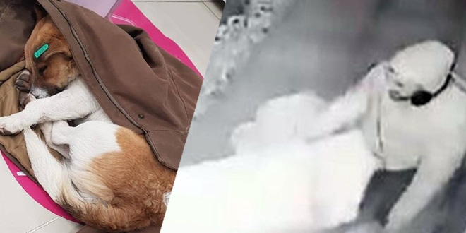 Duyarlı vatandaş sokak köpeğini montuyla ısıttı