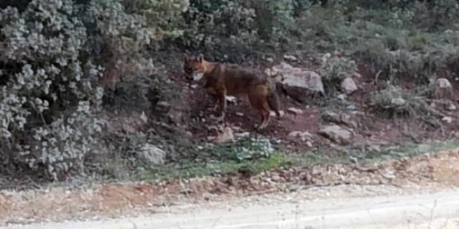 Aç kalınca şehre indiler