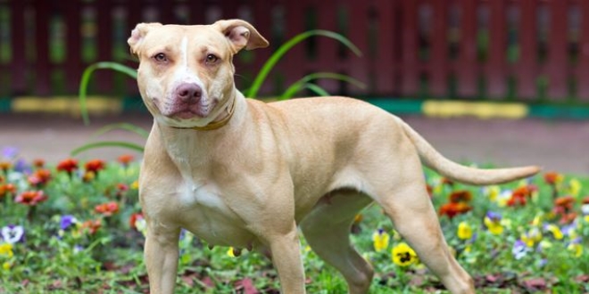 Bu köpeği besliyorsanız para cezası gelebilir