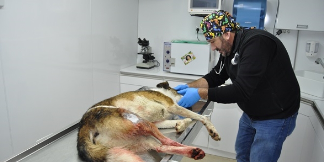 Vurulan köpeğin yardımına üniversiteliler koştu
