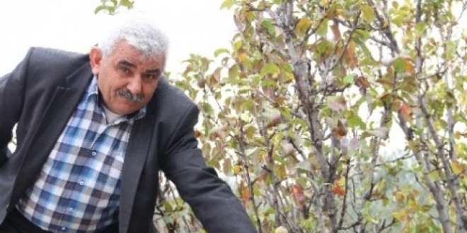 Armut ağacı aralık ayında da meyve veriyor