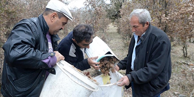 Muhtarın girişimi köylüye gelir kaynağı oldu