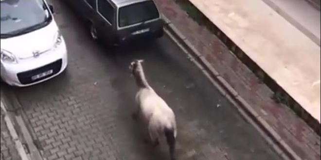 Otomobilin arkasına at bağlayan kişiye para cezası