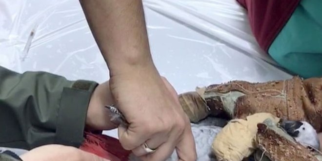 Murat Özdemir'in işkence ettiği papağan ameliyat edildi
