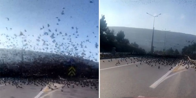 Sığırcık sürüsü trafiği kilitledi!