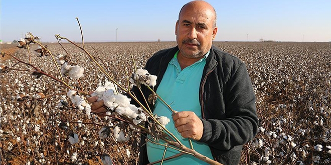 Sonbahar yağışları 'beyaz altın'ı tarlada bıraktı