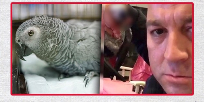 Murat Özdemir'in işkence sonucu ölen gri papağan nesli tükenmek üzere
