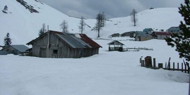 Düzce'nin yaylalarında yeşil ve beyazın ahengi