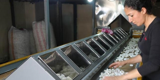 Bu ilçe ipek böcekçiliğinde Türkiye'nin birincisi