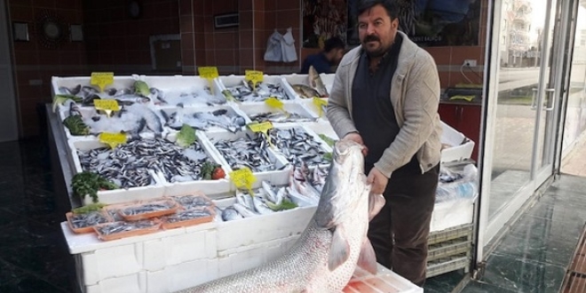 53 kilo ağırlığındaki balığı olta ile yakaladılar