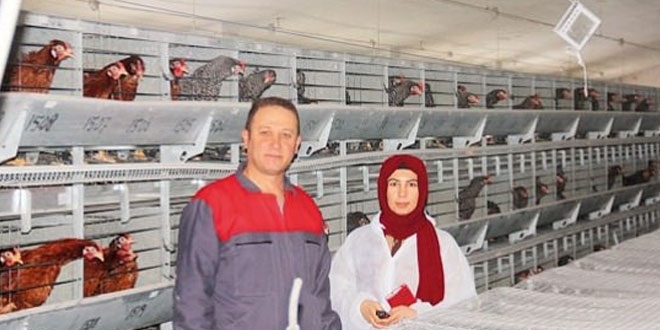 Yerli olarak geliştirilen tavukçulukla dışa bağımlılık bitti