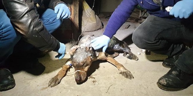 Yavrusunu kurtarırken yaralanan köpek tedavi altında