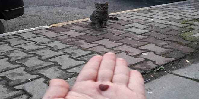 Postacılardan örnek davranış: Mama dağıtacaklar