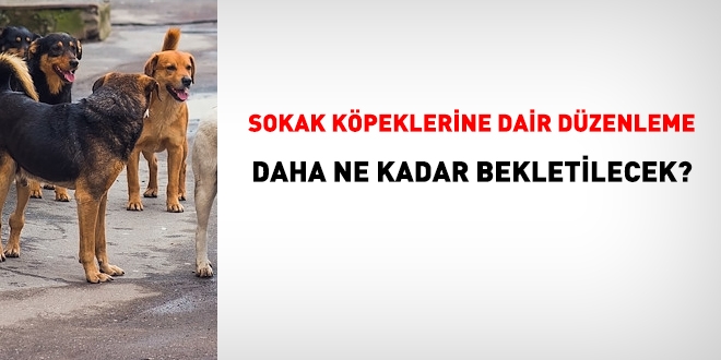 Sokak köpeklerine dair düzenleme daha ne kadar bekletilecek?