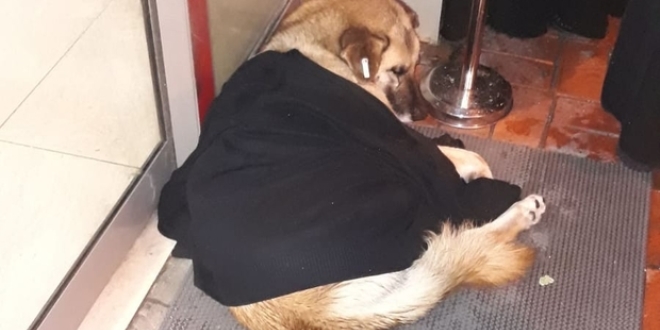 Montunu çıkarıp üşüyen köpeğin üzerine örttü
