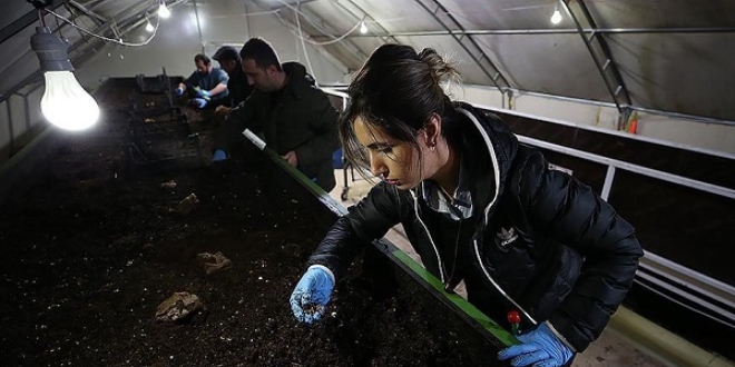 Yumurta kabuğu, çay posası ve kahve telvesinden gübreye