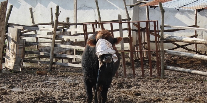Mezbahadan kaçan boğa 5 saatte yakalandı
