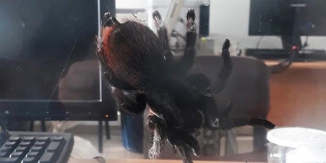 İstanbul'da tarantula ve iguana operasyonu: 12 gözaltı