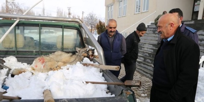 Köylülerin yakaladığı kurdu Kaymakam serbest bıraktırdı
